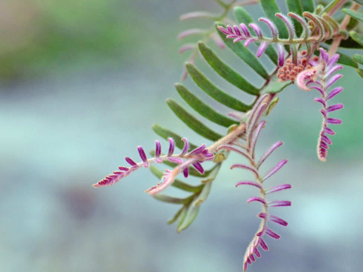 ENDANGERED PLANTS  Bondi Wash