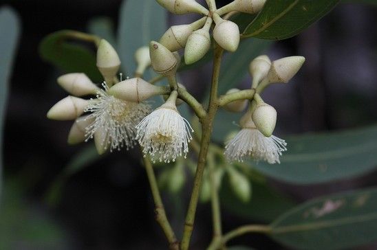 Native plants as medicine