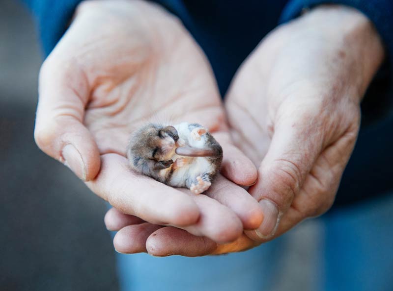 Australian threatened species: Pygmy Possums