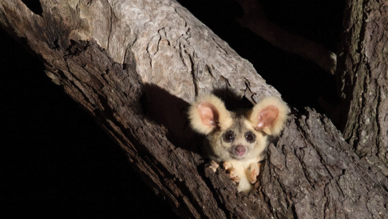 AUSTRALIAN THREATENED SPECIES: GREATER GLIDER