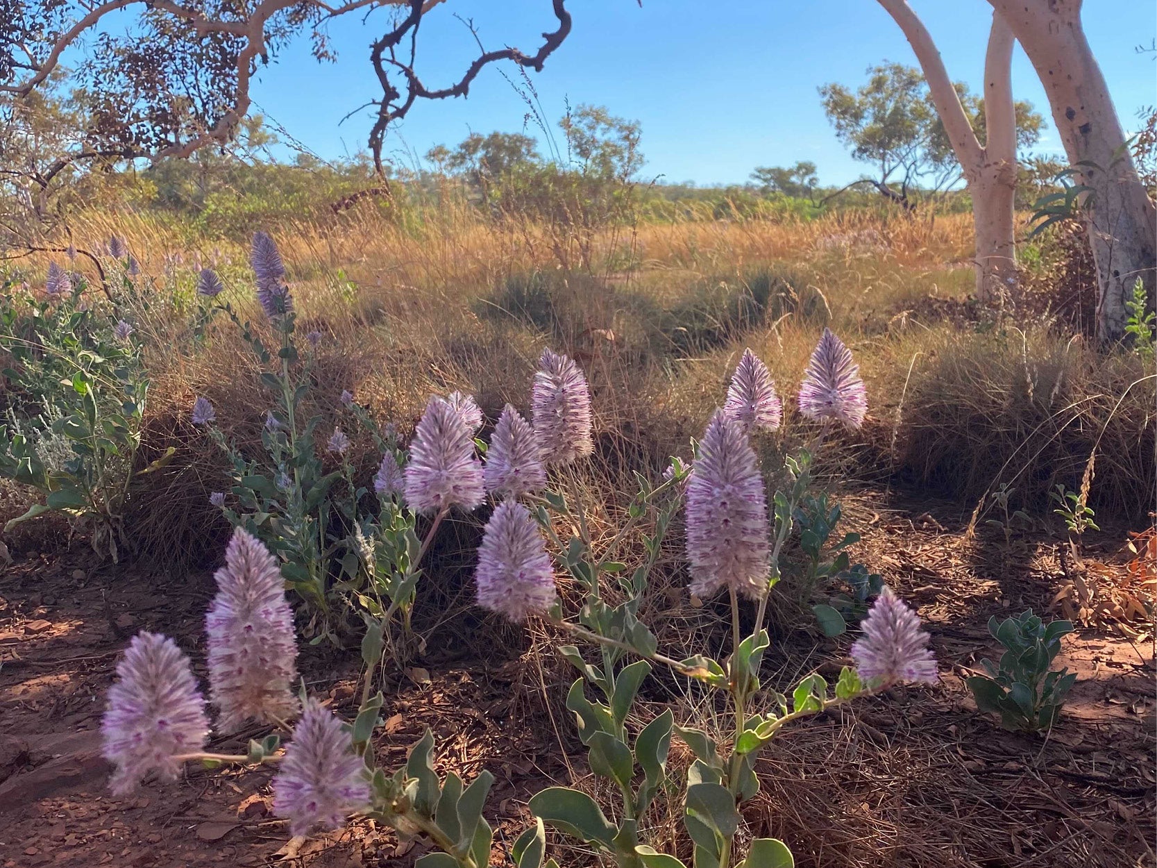 Australian Escapes: The Pilbara