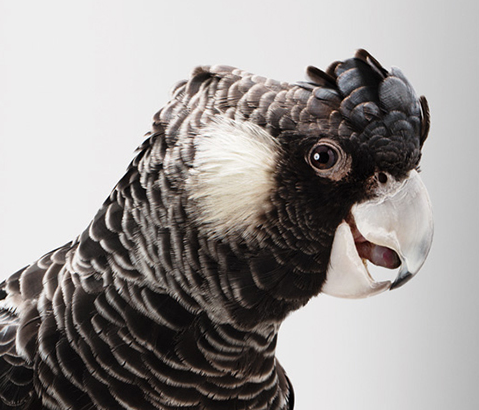 Australian Threatened Species: Carnaby’s Black Cockatoo