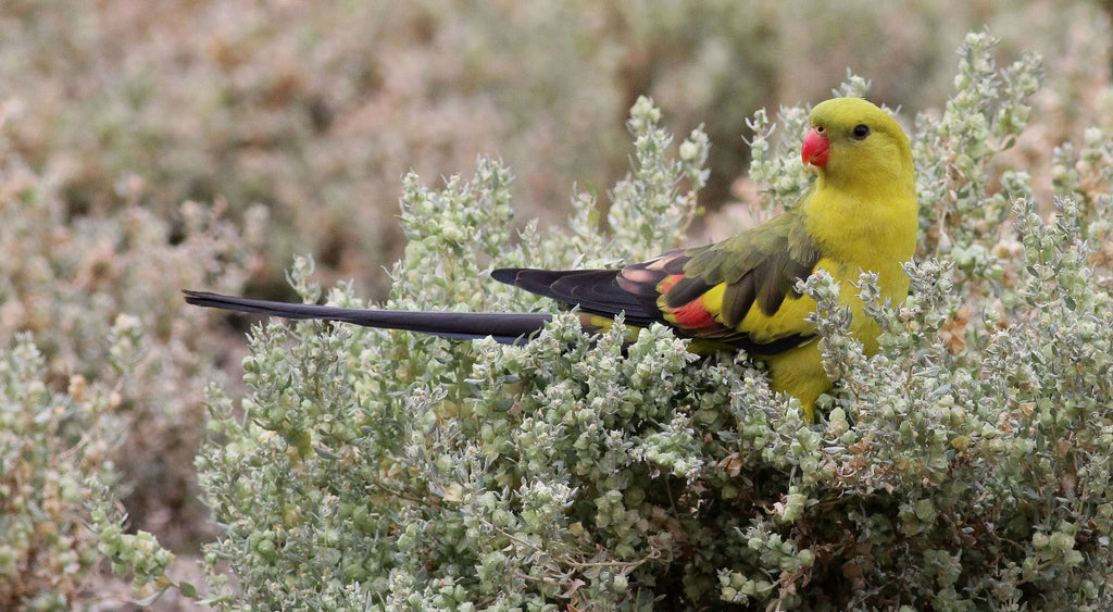 Australian threatened species: The Regent Parrot