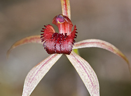 Australian Endangered Plants: Frankston Spider Orchid