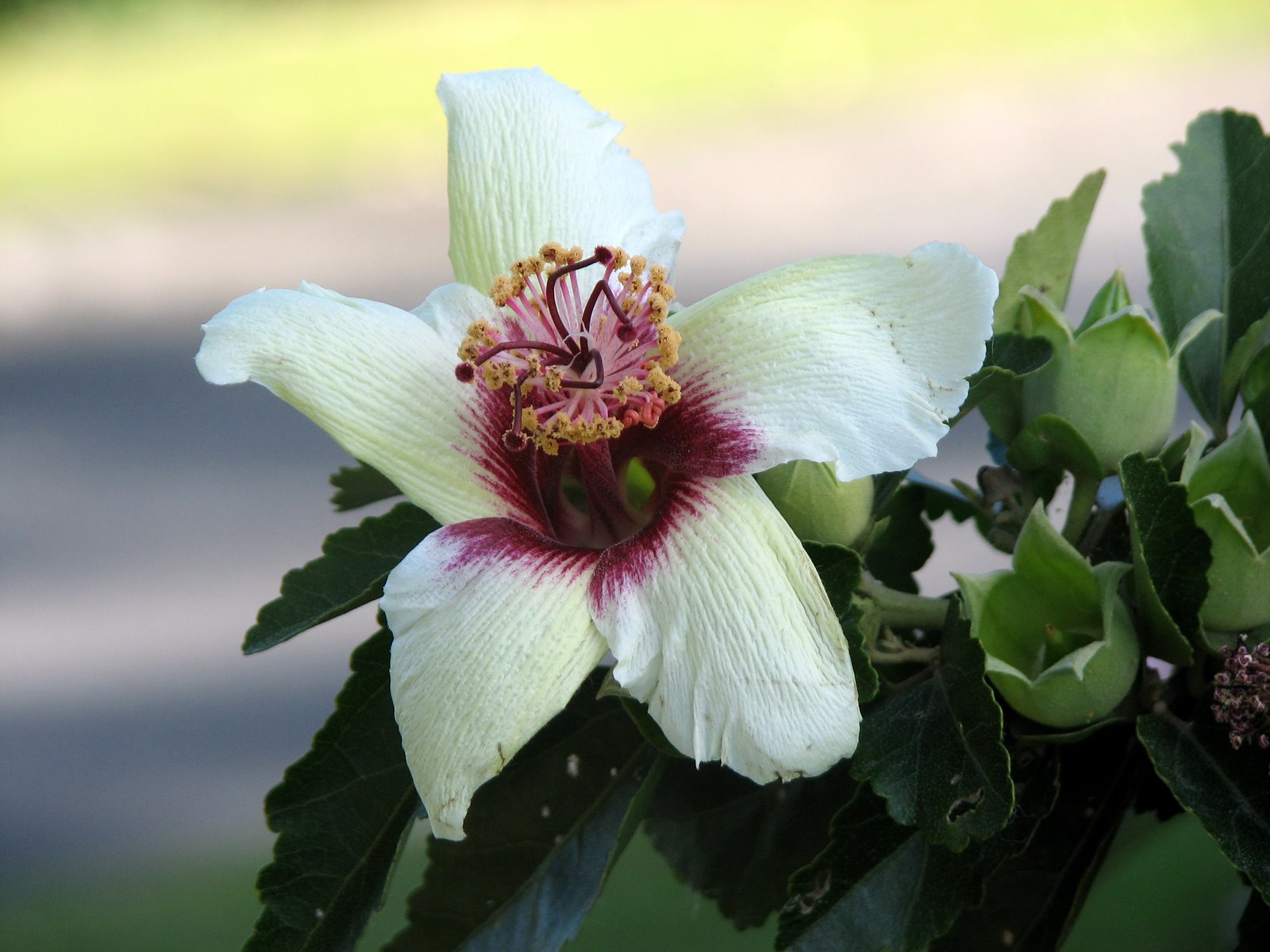 Australian Endangered Plants: The Phillip Island Hibiscus