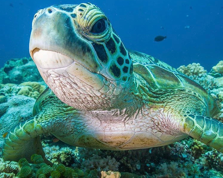 Green sea turtle numbers increasing