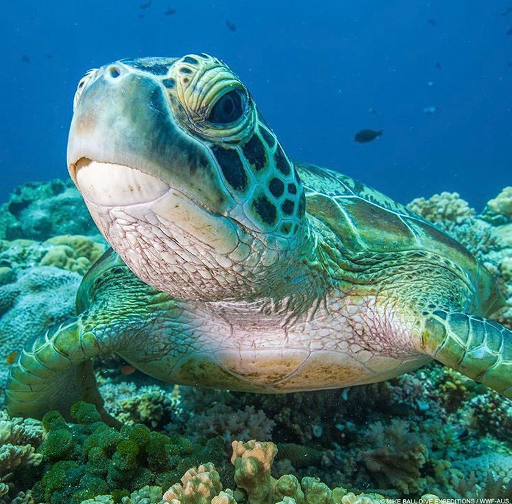 Green sea turtle numbers increasing