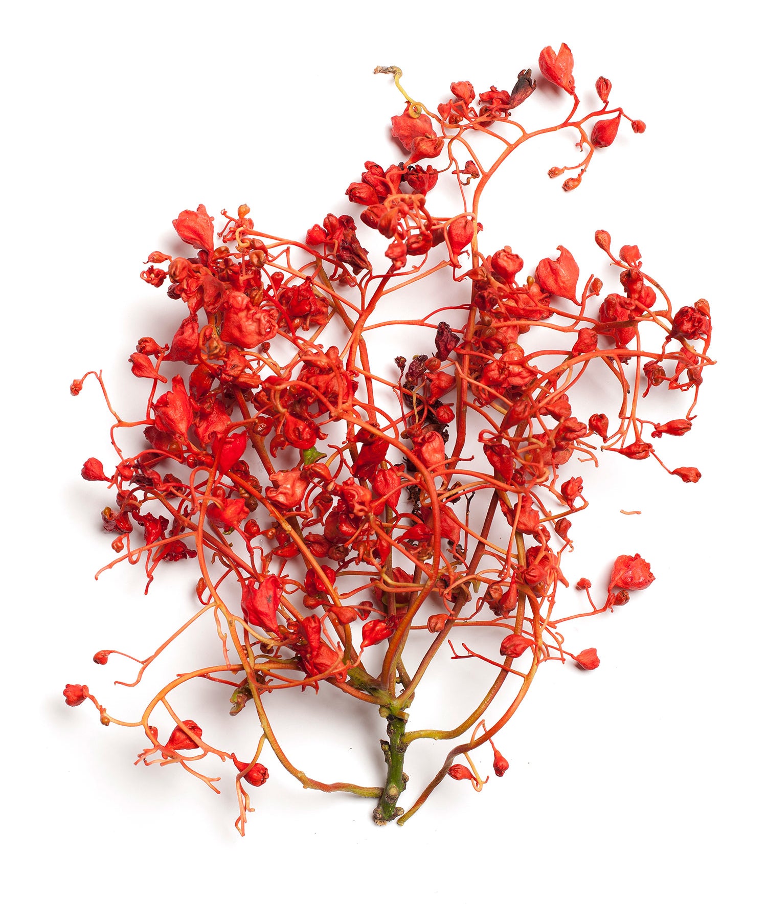 Flame tree