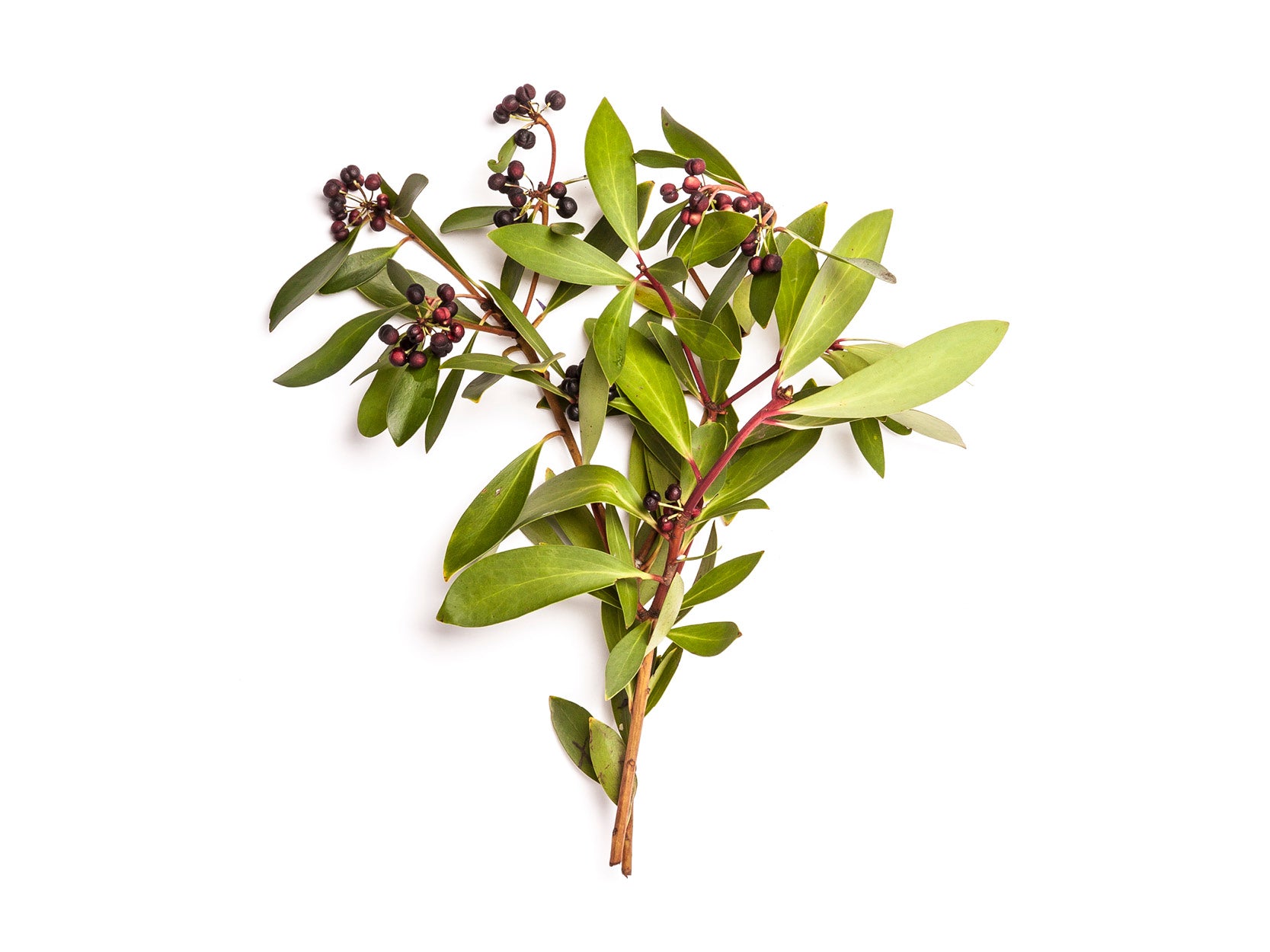 Ingredient focus: Tasmanian Pepper