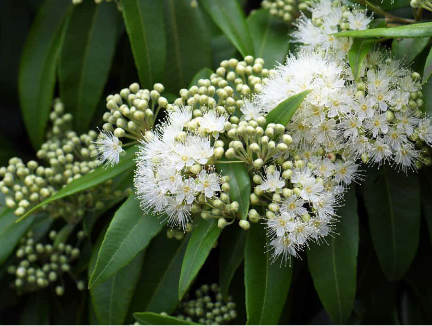 Lemon Myrtle Tree