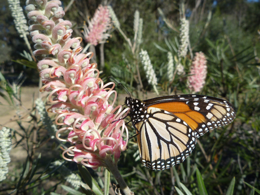 NATIVE PLANTS TO ATTRACT WILDLIFE