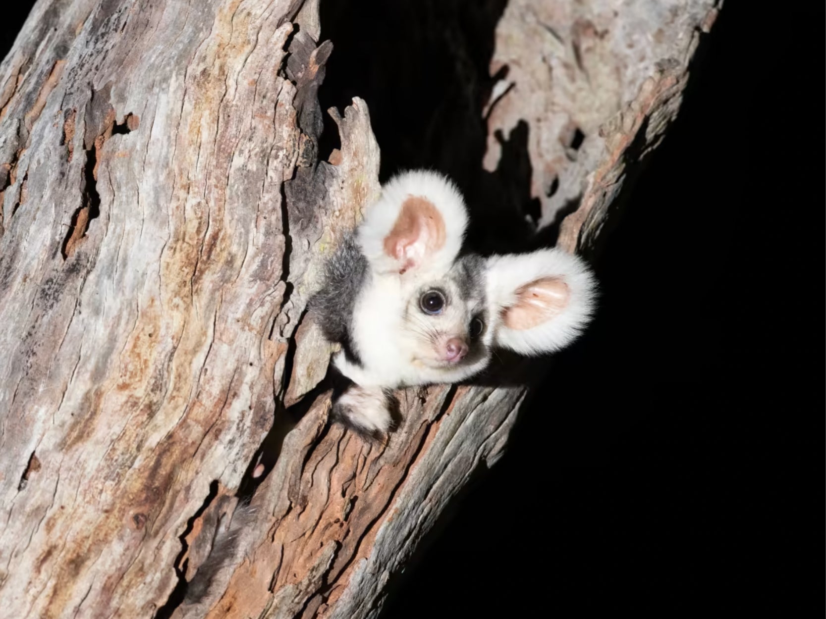 MEET AUSTRALIA'S CUTEST ANIMAL