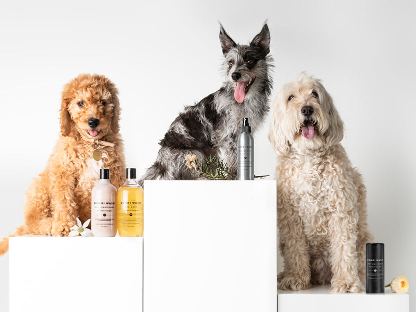 ESSENTIAL OILS TO AVOID FOR DOGS