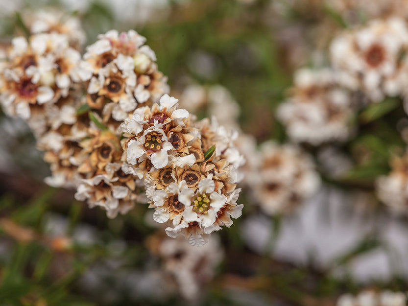 OUR GUIDE TO THE BEST NATURAL PERFUMES