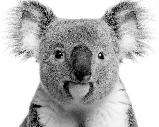 Australian Threatened Species: The Koala