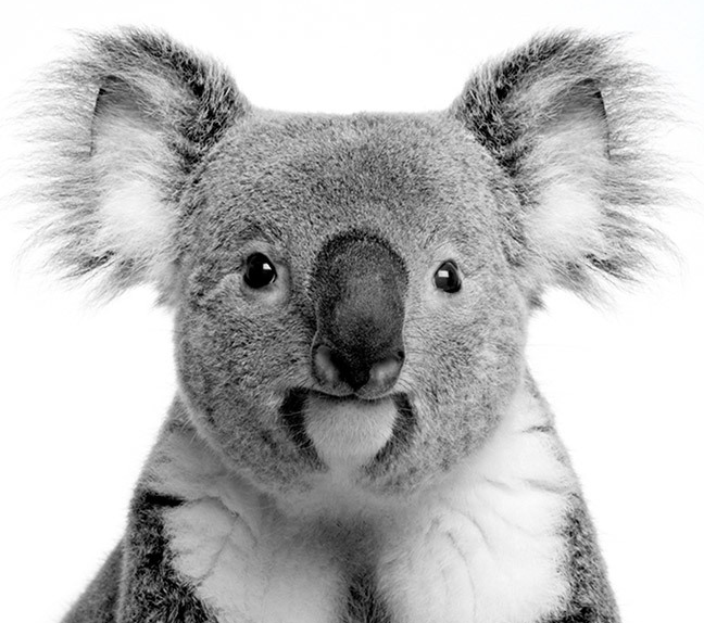 Australian Threatened Species: The Koala