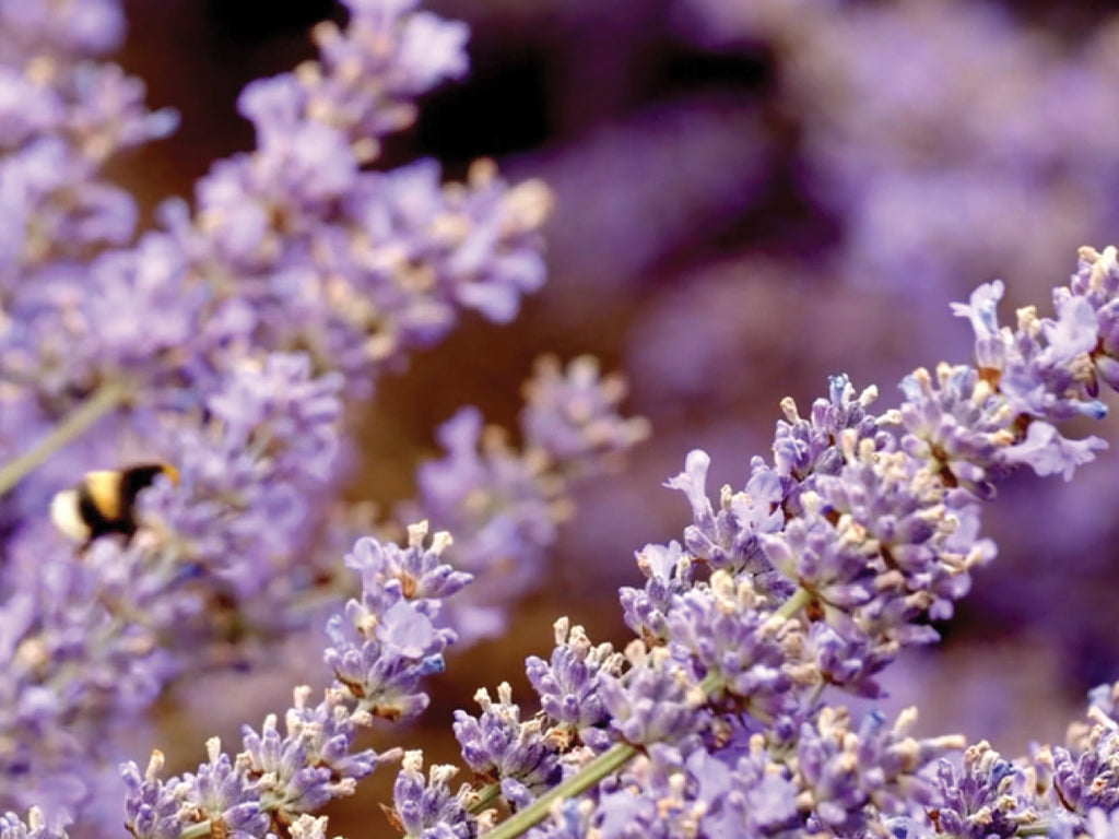 Scent Focus: Tasmanian Lavender