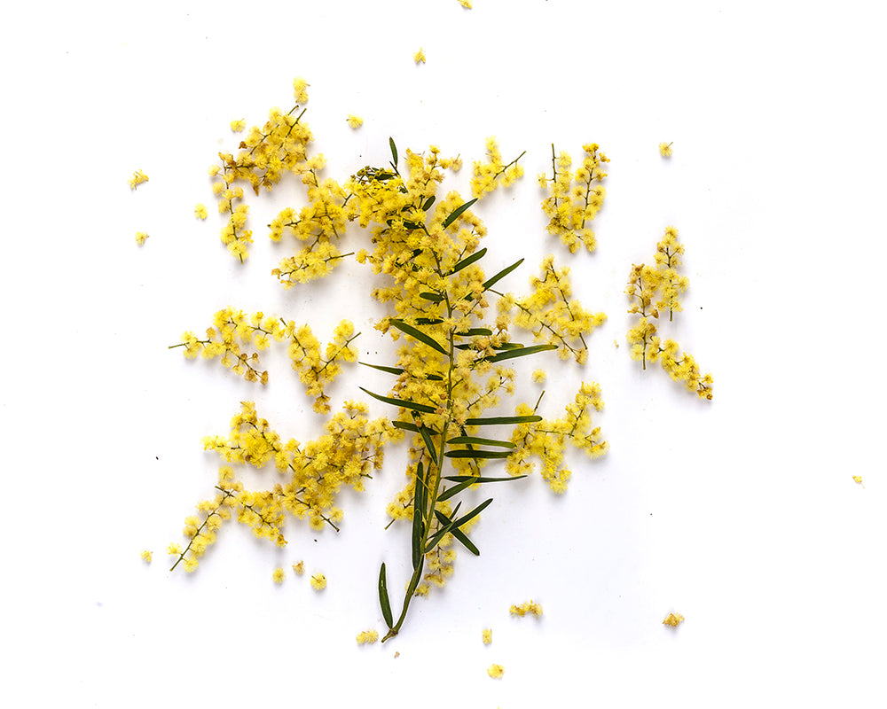 Wattleseed