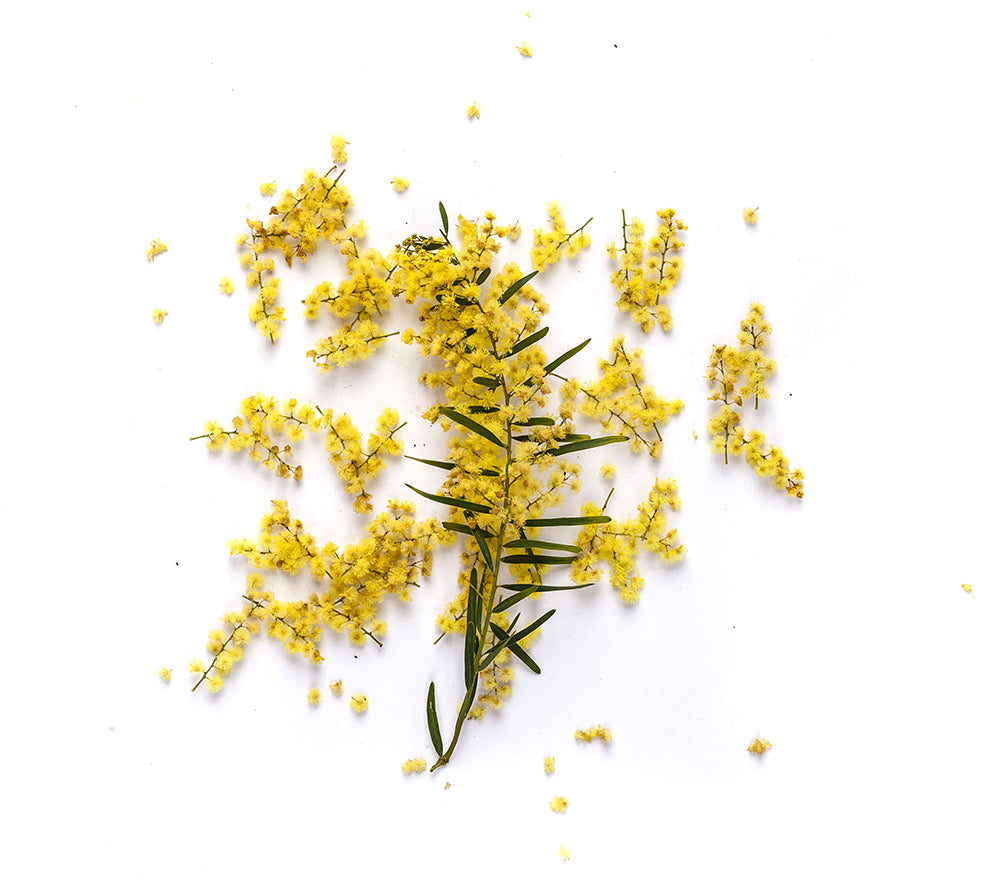 Wattleseed