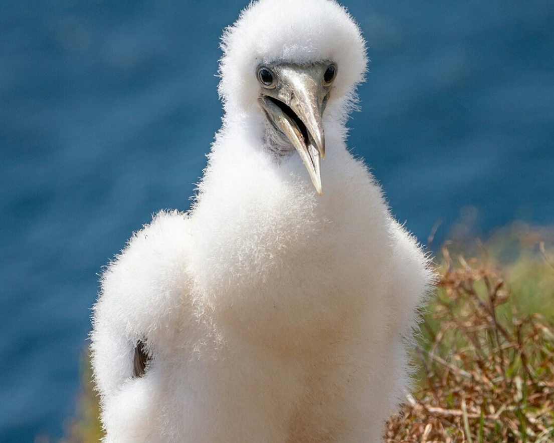 Birds of Lord Howe Island