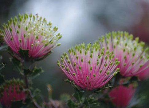 Australian Endangered Plants: Matchstick Banksia