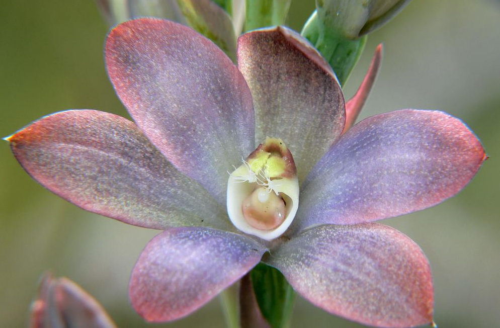 AUSTRALIAN ENDANGERED PLANTS: METALLIC SUN ORCHARD