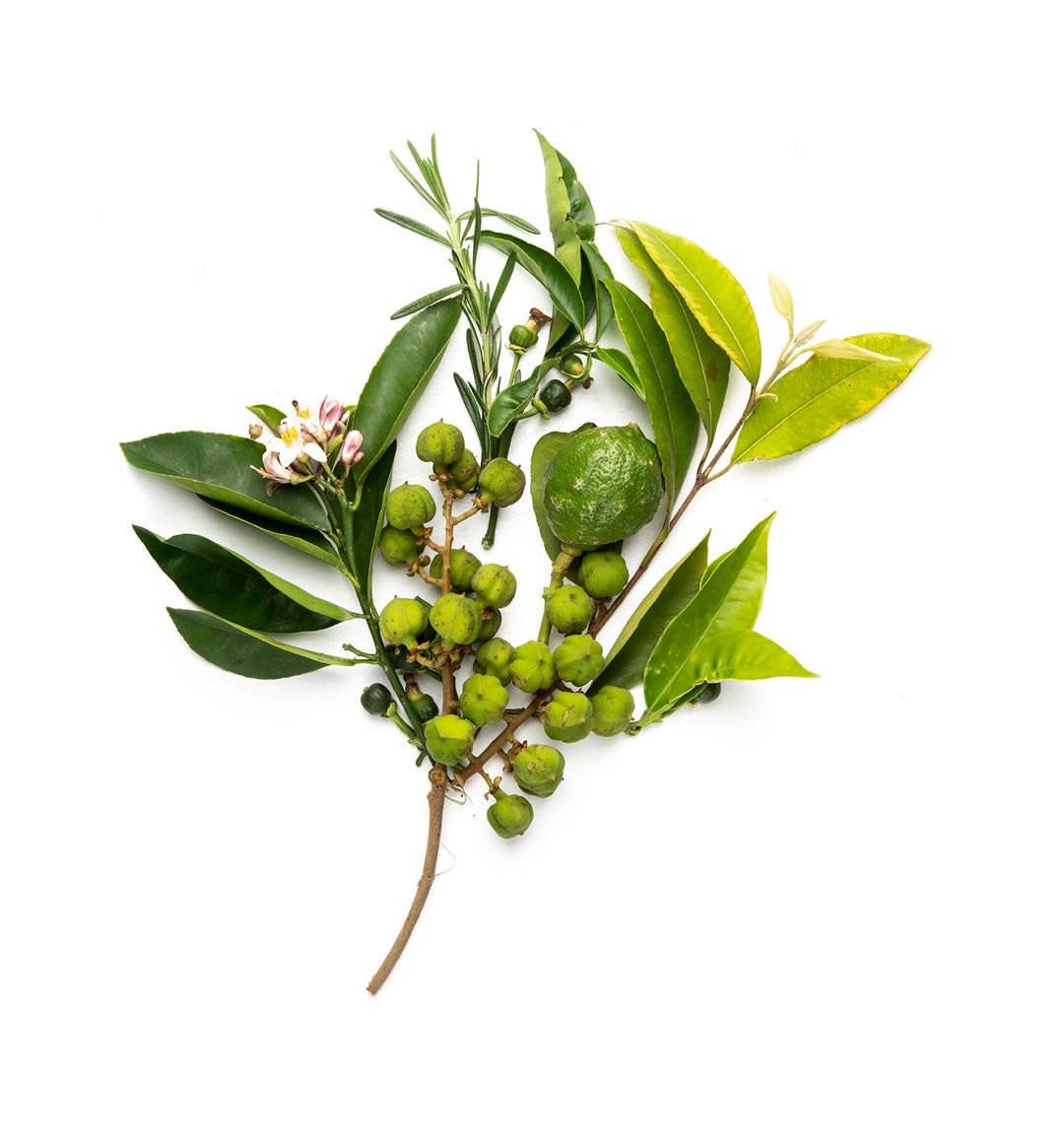 Our newest scent: Native Citrus – Bondi Wash