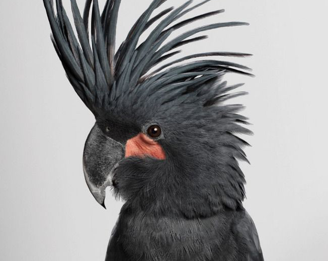 Australian threatened species: Ringo Starr (Palm) Cockatoo