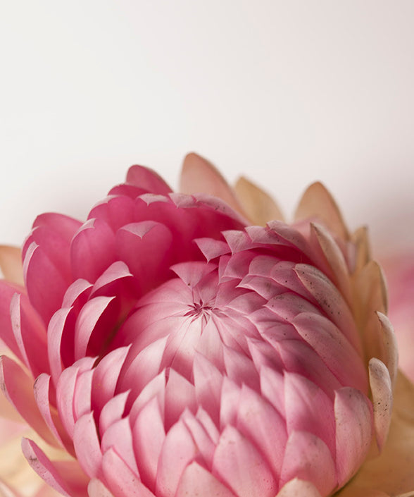 INGREDIENTS WE AVOID #4 - Methylisothiazolinone