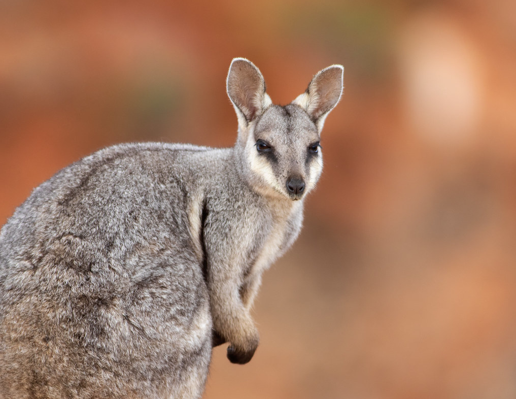 Australian Threatened Species: The Black Flanked Rock Wallaby