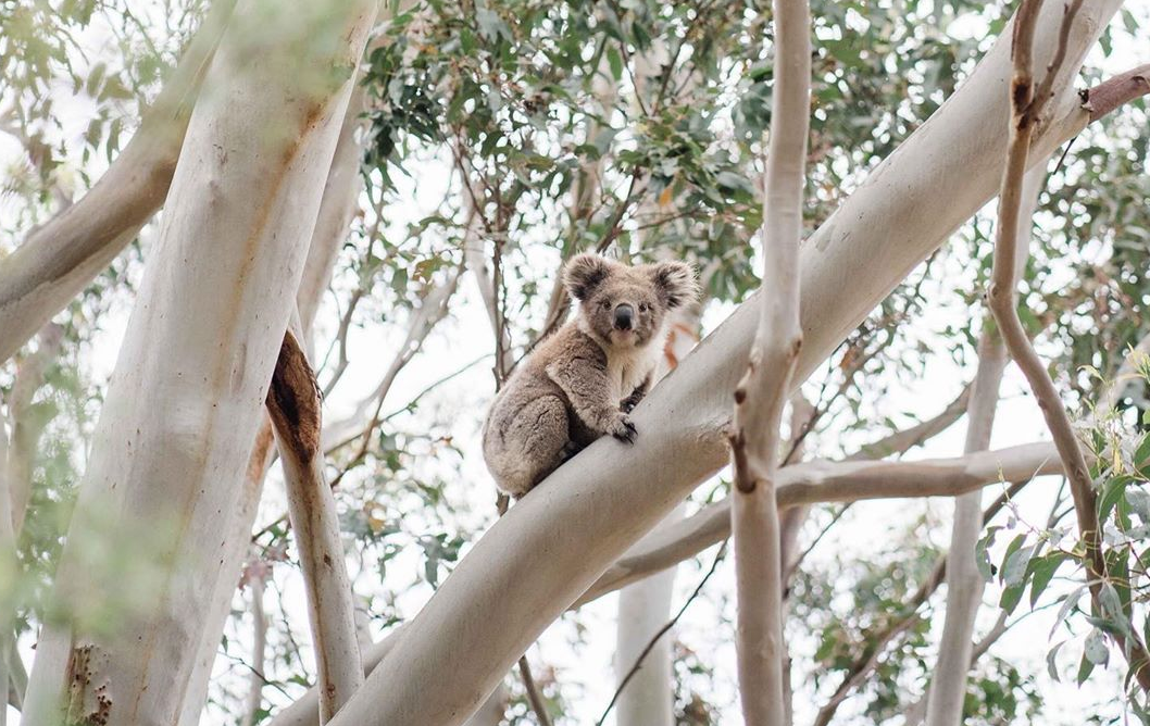 How does the Australian bush recover after fire?