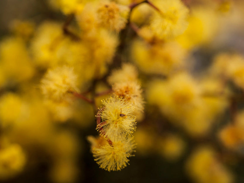 Beautiful Australian native flowers