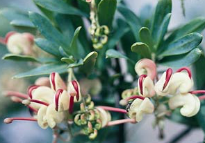 Australian Endangered Plants: Wee Jasper Grevillea