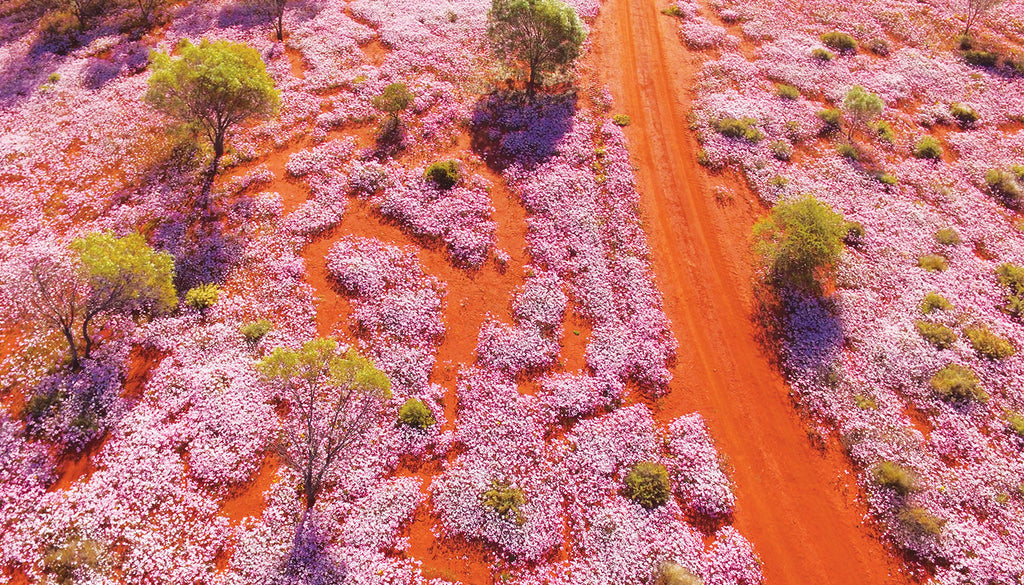 WILDFLOWERS OF WESTERN AUSTRALIA