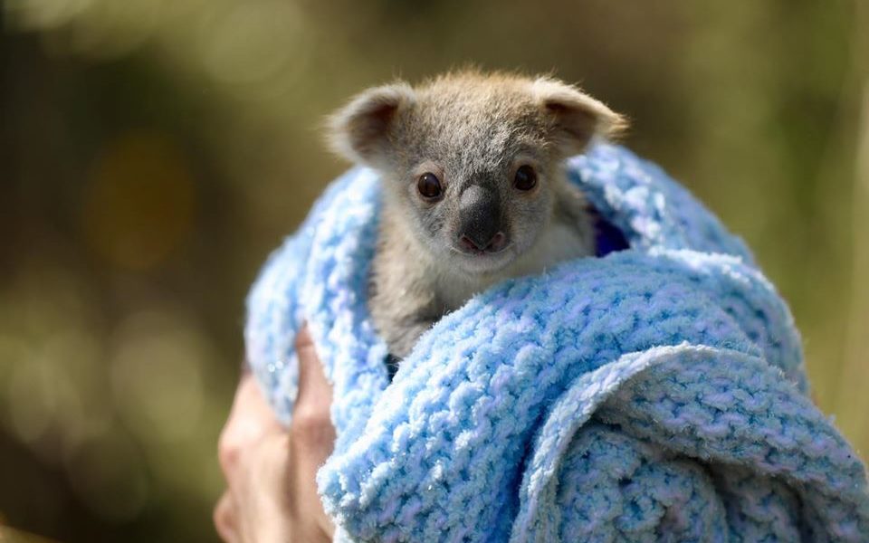 WWF Koala Bounce Back
