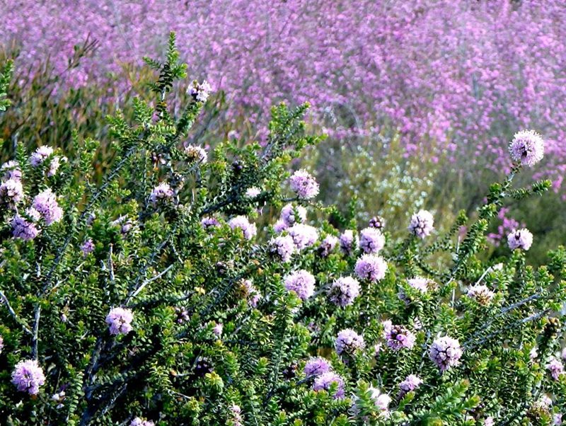 Australian Endangered Plants: Kunzea Newbuyi