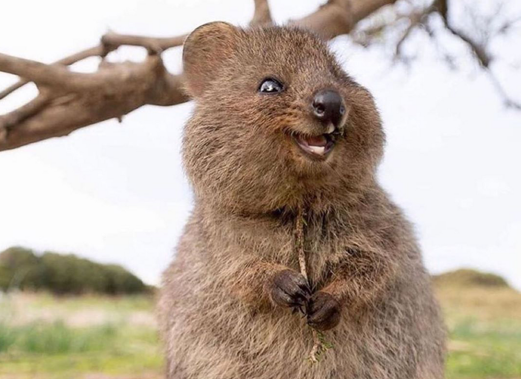 Meet Australia s Happiest Animal Bondi Wash Meet Australia s Happiest Animal Bondi Wash