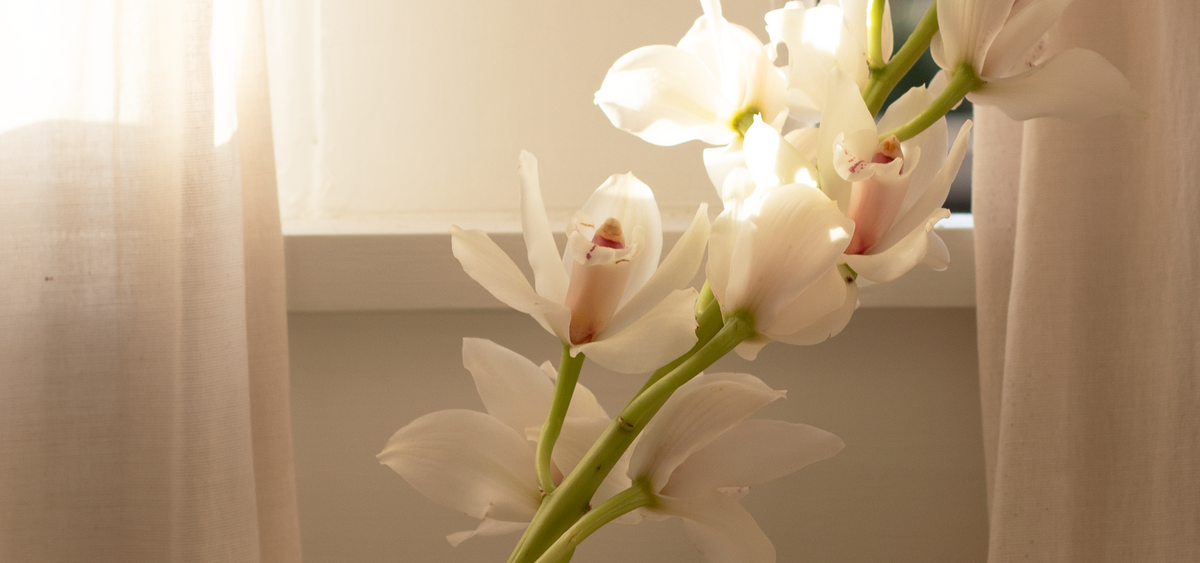 Image Banner