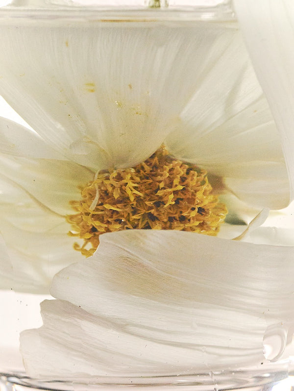 Botanicals & Ingredients