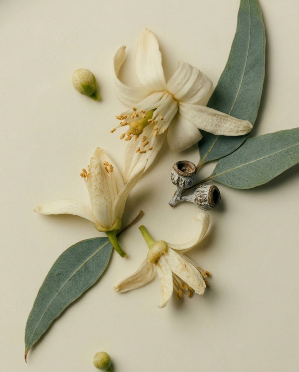 Botanicals & Ingredients
