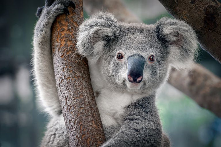 Cute Australian Koala